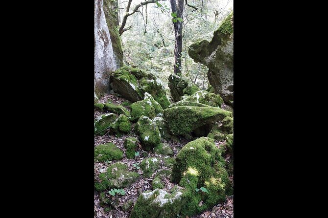 Enchanted Forest Hike and Wine Tasting Private Tour - Indulging in Culinary Delights