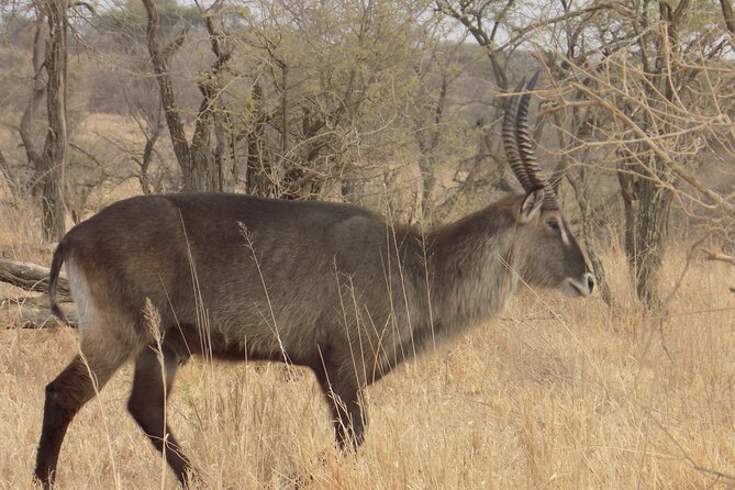 Enjoy a Private Day Trip to Lake Manyara National Park. - Meals and Inclusions