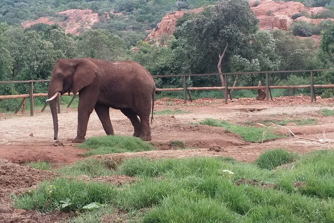 Enlightening Elephants And Monkeys Sanctuary Guided Day Tour - Included Amenities and Pickup