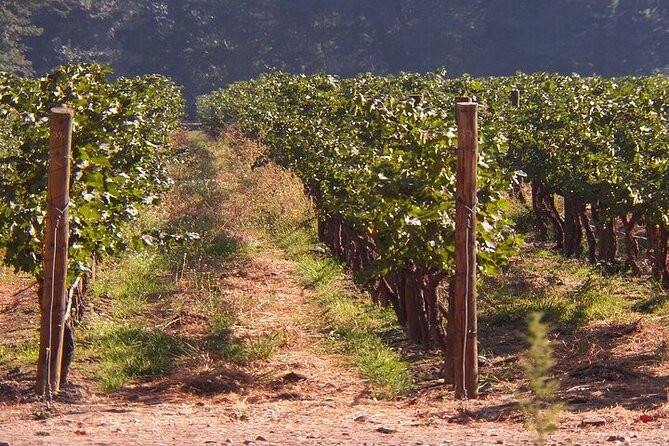 Escape to the Maipo Valley Wine Tour From Santiago - Maipo Valley Vineyards