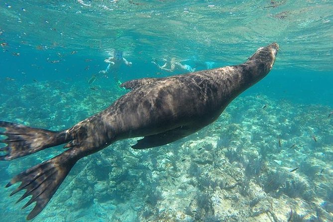 Espiritu Santo Island Day Tour - Tour Experience and Reviews