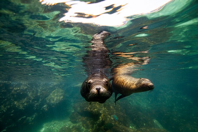 Espiritu Santo Island Snorkel and Sightseeing Tour on Small Group - Health Considerations
