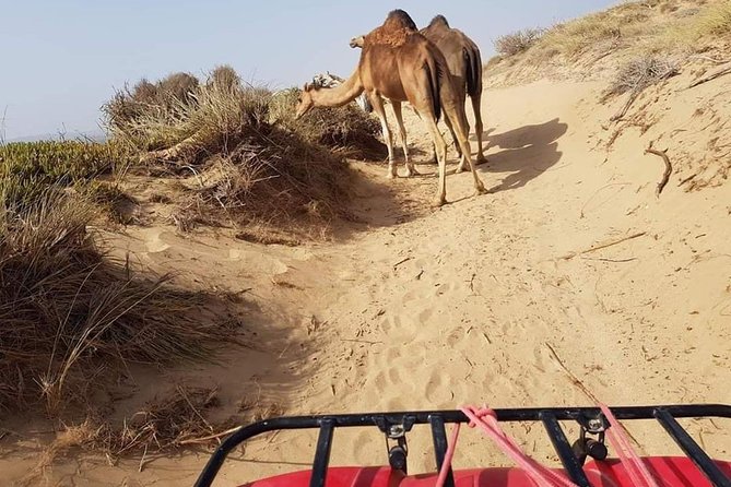 Essaouira: 2h/Quad + 1h/Dromedary Ride Free Transfer - Health and Safety Guidelines
