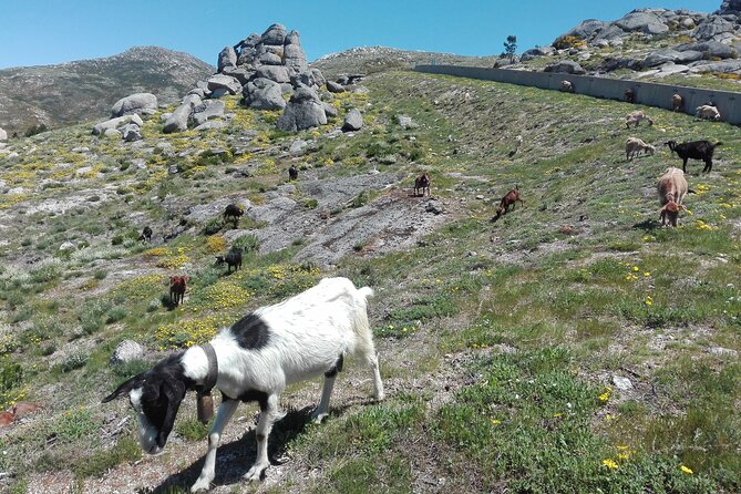Estrela Mountain, Cheses, Wines and Olive Oils, Full-Day From Coimbra - Round-Trip Transportation Included