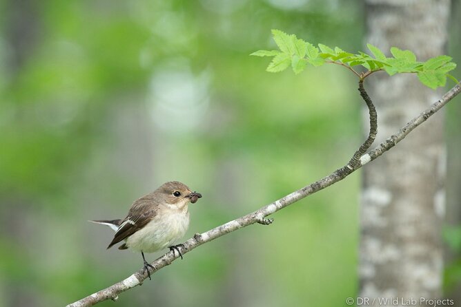 Ethical Tour Monitor Songbirds on Tromsø Island - Health Considerations