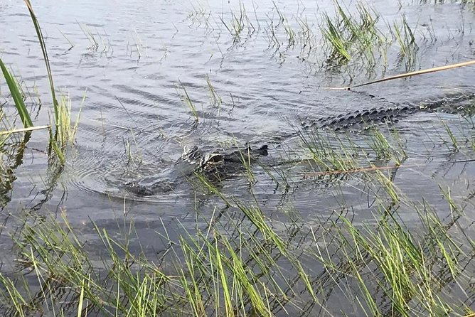Everglades Airboat Safari Adventure With Transportation - Whats Included in the Tour