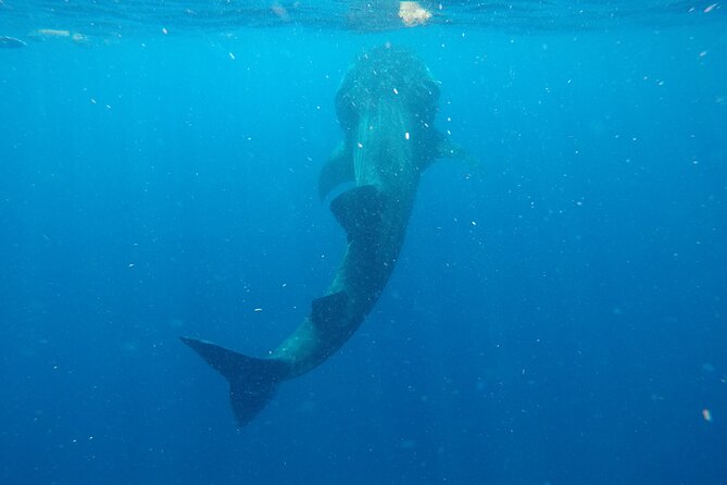 Exciting Swim With Whale Sharks Private VIP Tour - Important Recommendations