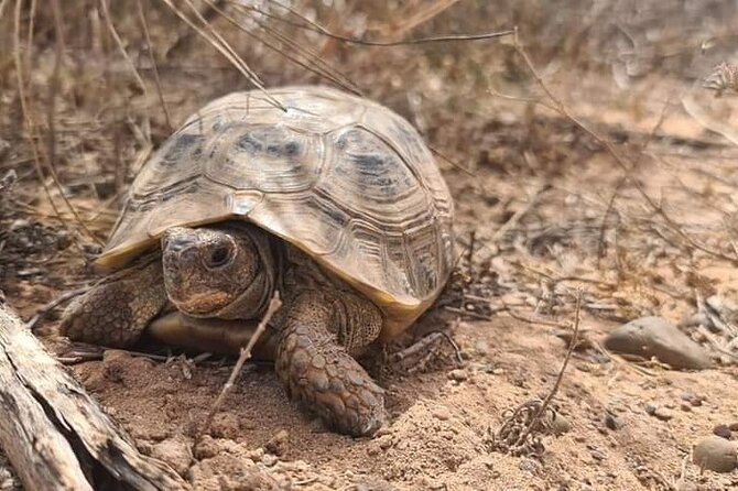 Excursions to the Souss Massa National Park - Pickup and Transportation Details