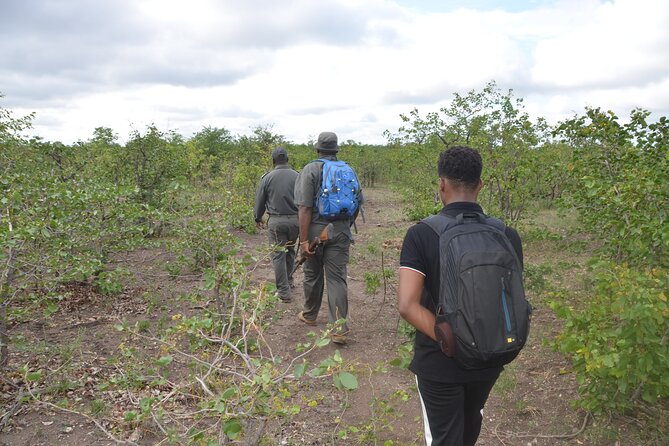 Exhilarating 7 Day Kruger Safari Adventure - South to North - Explore Scenic Landscapes