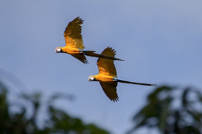 Exotic Wildlife and Birdwatching Safari at Parrot Foundation - Health and Accessibility Considerations