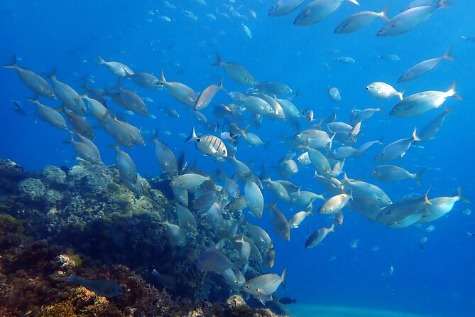 Experience 2-Hour Guided Snorkelling in Costa Teguise Lanzarote - Participant Eligibility