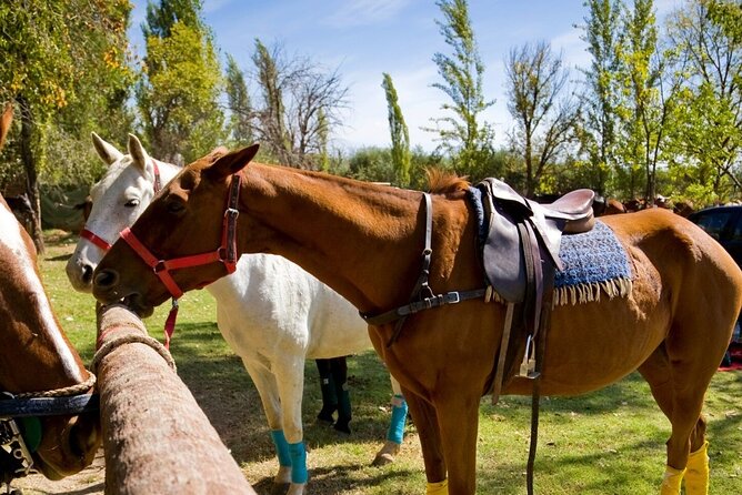 Extreme Horses Adventure With Atv, Ziplines & Cenote - Transportation and Pickup Details