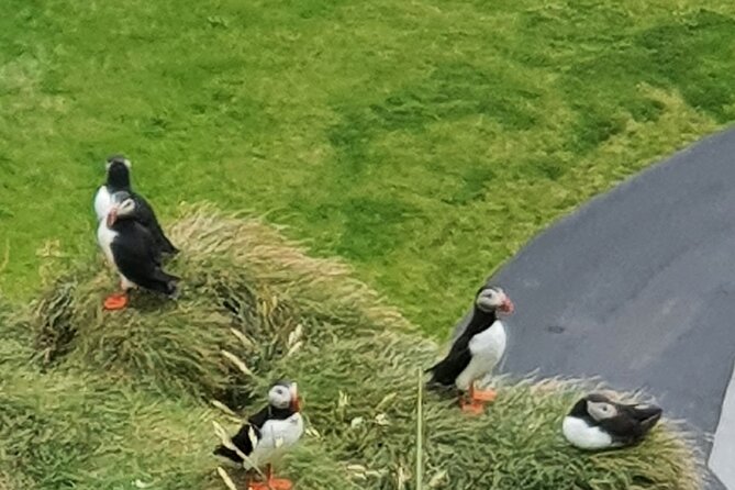 Eyjascooter Puffin Tour in Iceland - Meeting Location