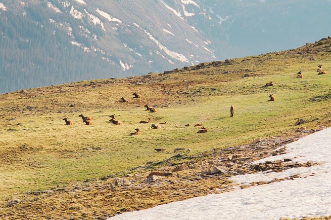 Fall Private Elk Rut Rocky Mountain National Park Tour - Pickup and Meeting Information