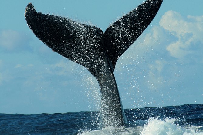 Family BEST Whale Watching Tour - Wildlife Sightings and Tour Highlights