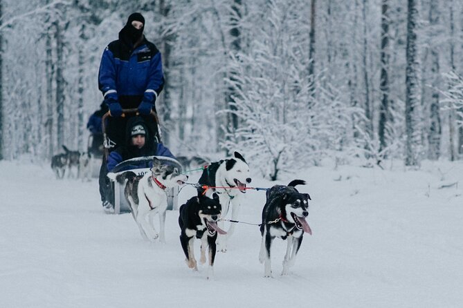 Family Day: Reindeer, Husky and Snowmobiling in Levi - Snowmobiling Through Snowy Landscapes