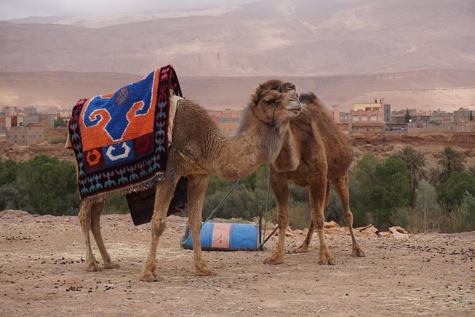 Fes to Marrakech Desert Tours - Pricing and Booking
