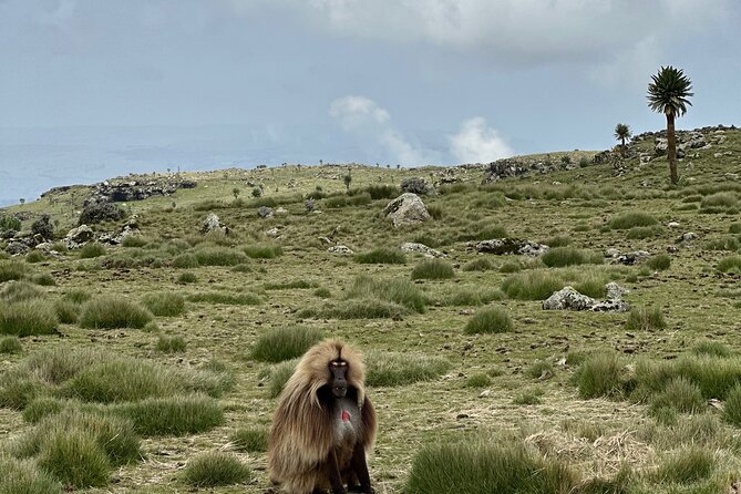 Five (5) Days Tour on North Ethiopia. 1 Day Axum and 3 Days Simien Mountains. - Reviews