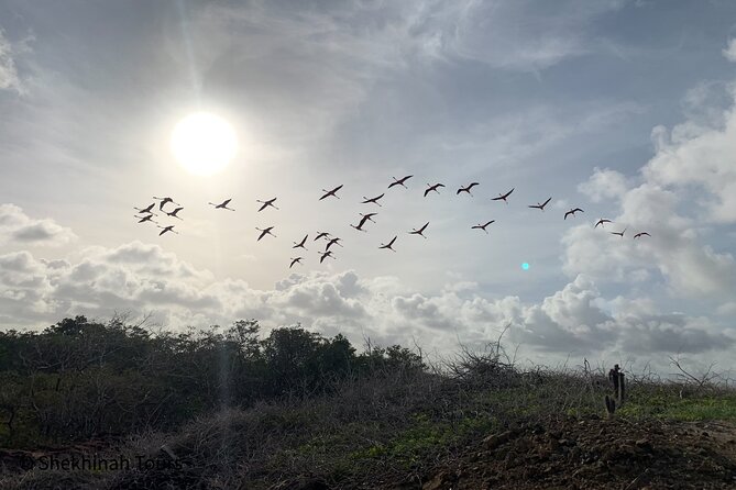 Flamingo & Mangrove Trip With Local Guide - Observing Wildlife and Scenery