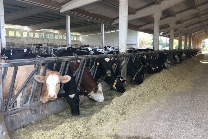 Food Tour: Parmigiano, Balsamic, Red Wine, Lunch,Transport - Participation Eligibility