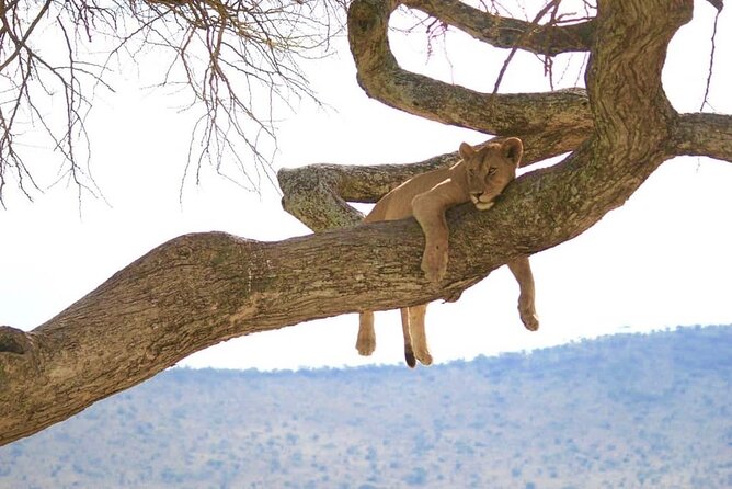 From Arusha: 9 Days Private Guided Classic Game Drive in Tanzania - Transportation and Guide