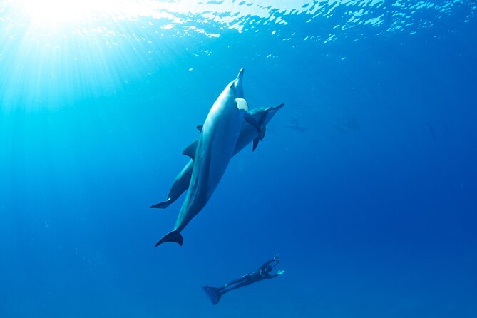 From Cala Gonone: Naturalistic Excursion on a RIB - Expectations for Wildlife Sightings
