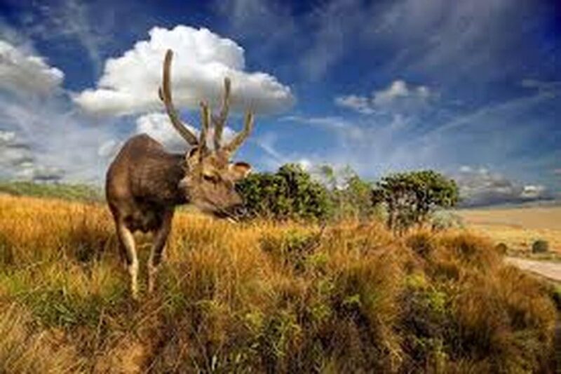 From Ella : Horton Plains National Park & Nuwaraeliya Tour - Transportation and Services