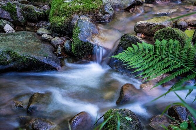 From Frankfurt - Romantic Black Forest & Brewery, Private Tour - Traveler Experiences