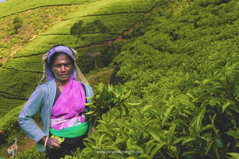 From Kandy: Nuwara Eliya & Ramboda Waterfall Day Tour by Tuk - Itinerary Highlights