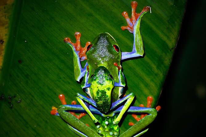 From La Fortuna: Río Celeste Tubing, Night Tour and Natural Pool. - Accessibility and Recommendations