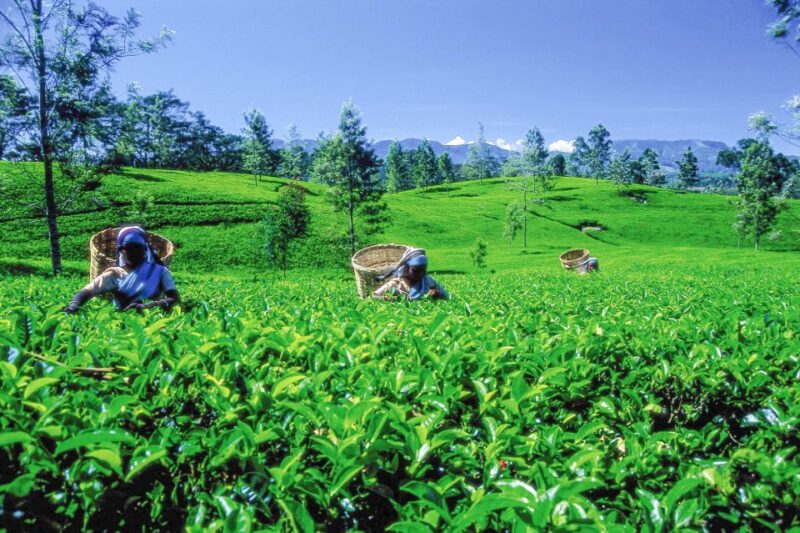 From Nuwara Eliya: Haputale Highlands Private Day Tour - Dambatenne Tea Factory