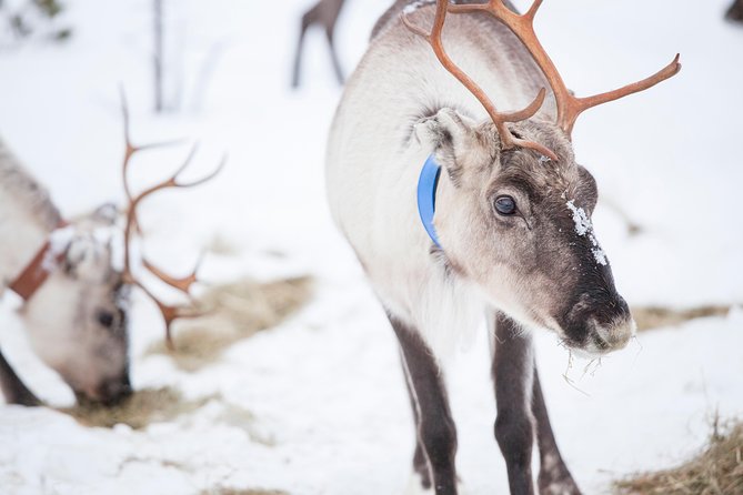 From Saariselkä: Ice Fishing Tour to Lake Inari, Reindeers &Lunch - Scenic Sleigh Ride