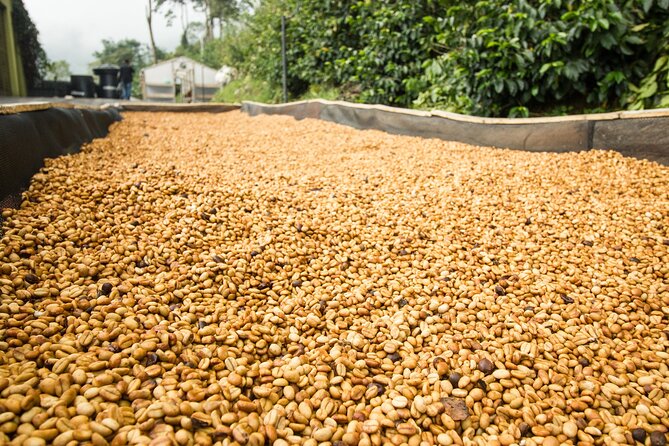 From Seed to Cup - Coffee Experience at La Palma Y El Tucan - Coffee Tasting and Evaluation