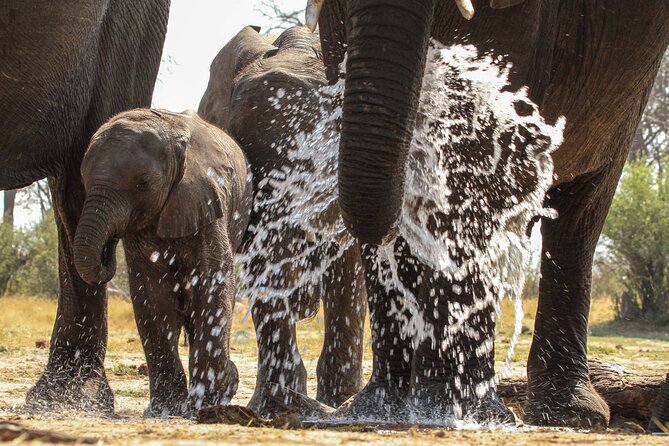 From Victoria Falls: Hwange National Park Day Safari - Guide Expertise and Animal Sightings