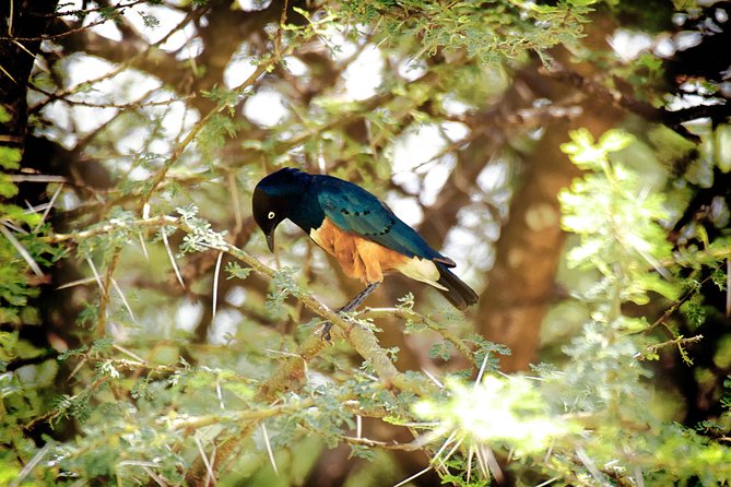 Full-Day Arusha Tarangire National Park Private Tour - Accessibility Features