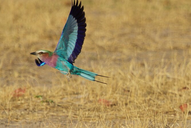 Full Day Birding Zambezi National Park Includes Picnic Lunch - Accessibility