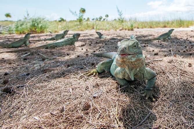 Full Day Fishing, Snorkeling, Iguana Island, Cruising, BBQ - Relaxing Coastal Cruising