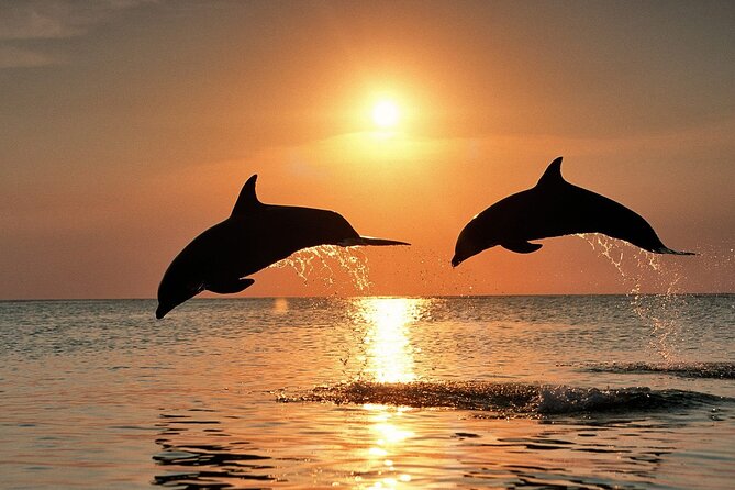 Full-Day Guided Private Dolphins Tour+ Monkeys + Stone Town &Spice Farm Zanzibar - Inclusions and Amenities