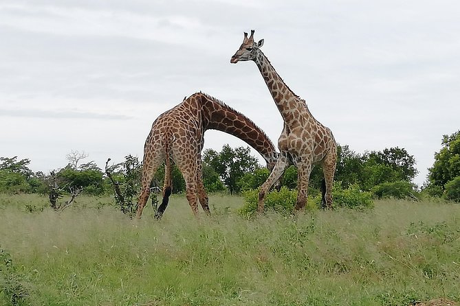 Full-Day Pilanesberg National Park Safari From Johannesburg and Pretoria - Highlights of the Park