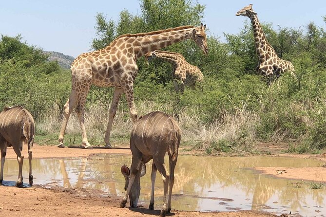 Full Day Pilanesberg Safari Tour - Pricing Details