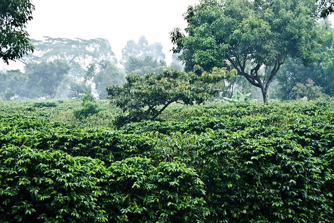 Full Day Poas Volcano, Coffee Tour and La Paz Waterfalls From San Jose - Meeting and Pickup