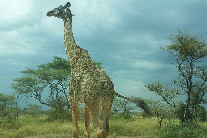 Full Day Private Safari Tour in Zanzibar to Mikumi - Transportation Details