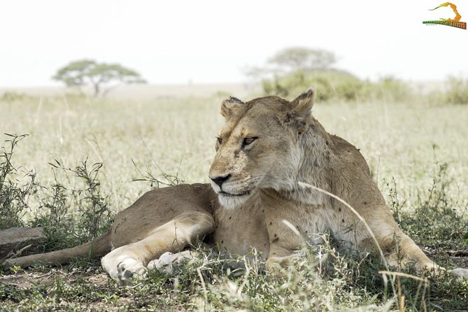 Full-Day Private Serengeti Safari From Mwanza - Pricing and Cancellation Policy