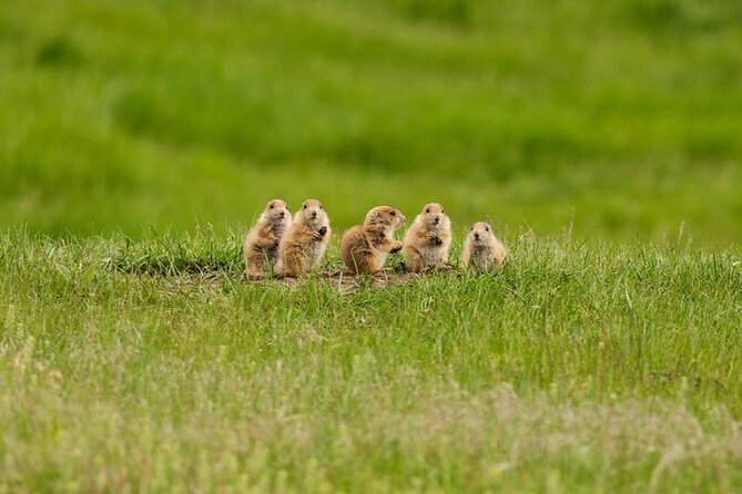 Full-Day Private Sightseeing Tour in South Dakota - Tour Pricing and Booking