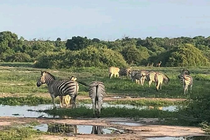 Full Day Private Tour in Chobe - Cancellation and Booking Policy