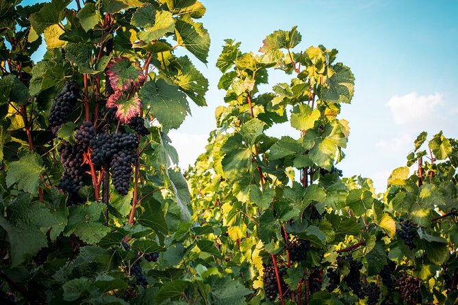 Full Day Private Tour to Kutná Hora With Wine Tasting - Explore Kutná Horas History