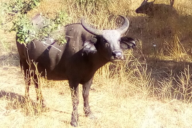 FULL-DAY SAFARI and PINK LAKE TOUR (Minimum 2 Pax) - Health Recommendations