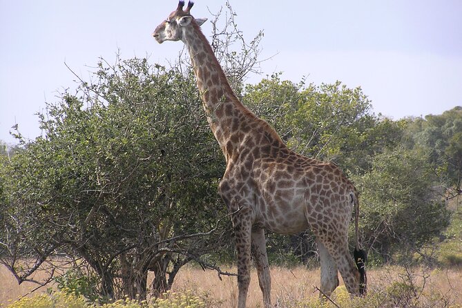 Full-Day Safari in Maputo National Park - Pickup and Transportation Options