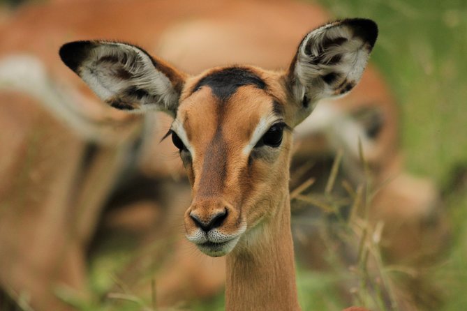 Full Day Safari in the Kruger National Park From Hazyview - Guide and Commentary