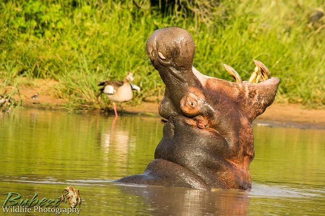 Full Day Safari - Kruger National Park - Highlights of the Safari